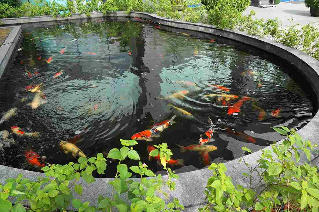 Aquarium Image