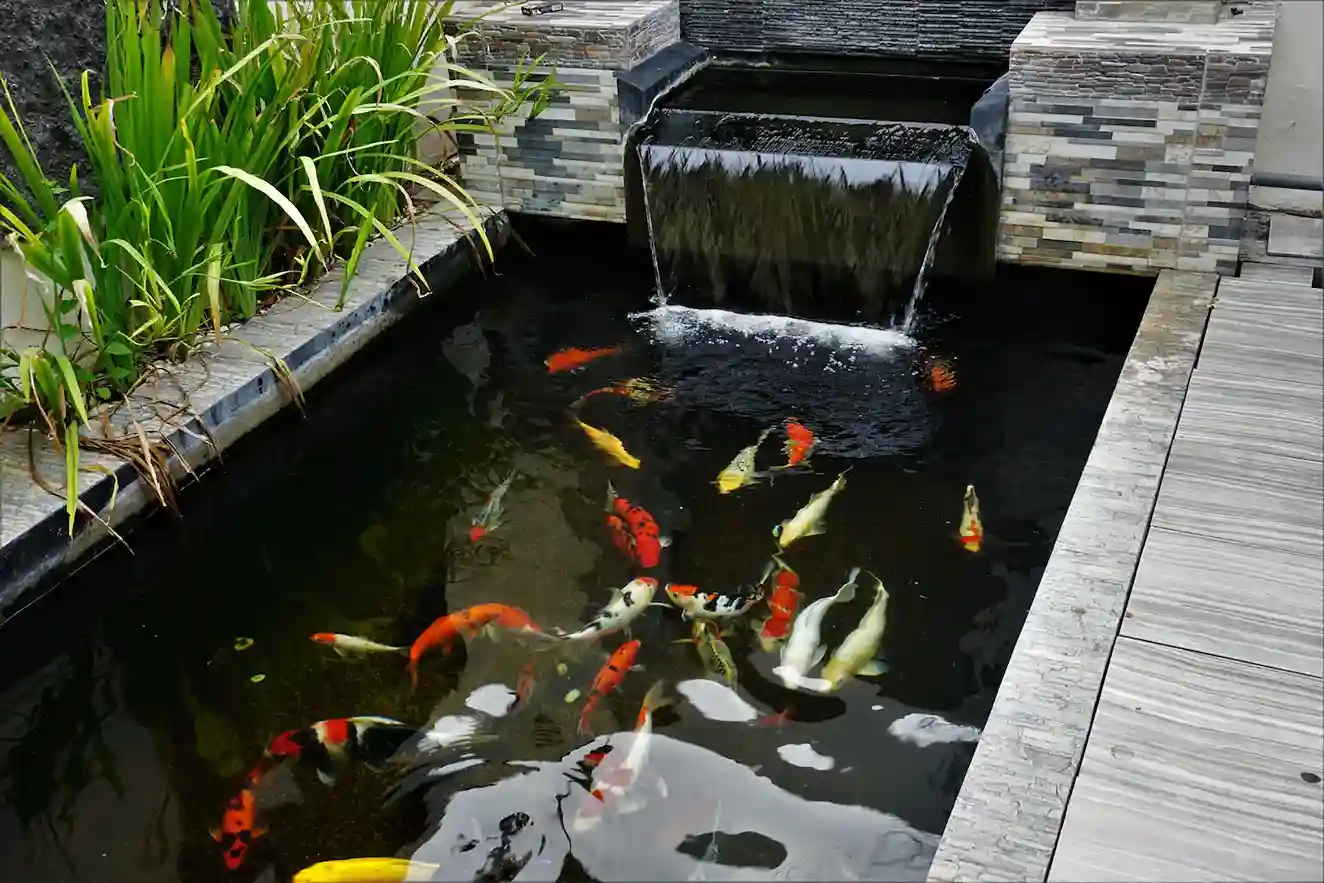 Aquarium Image