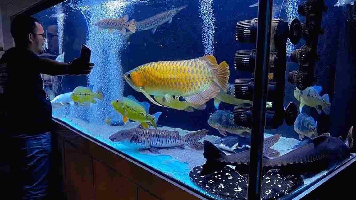 Aquarium Image