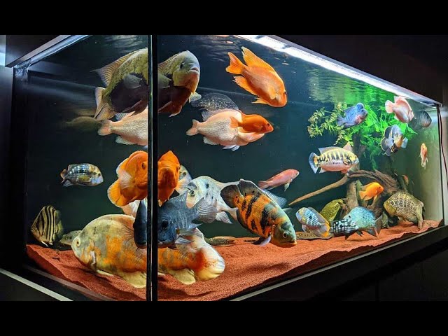 Aquarium Image