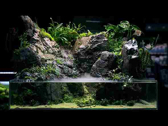 Aquarium Image