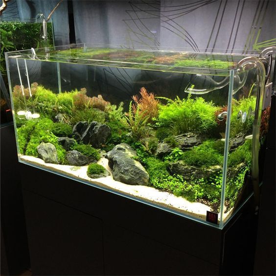 Aquarium Image