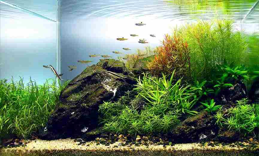 Aquarium Image